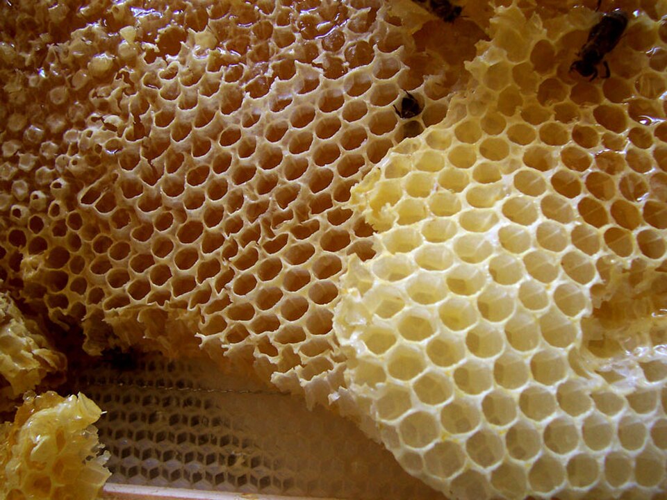 Honeycomb with bees