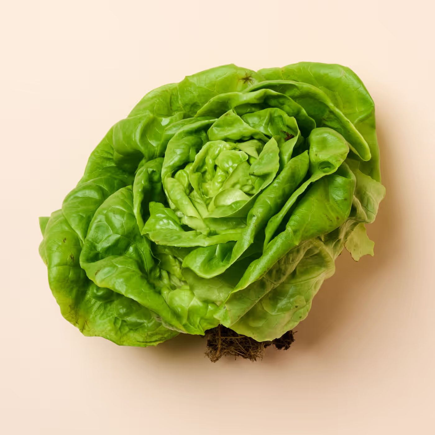 A head of aeroponic lettuce