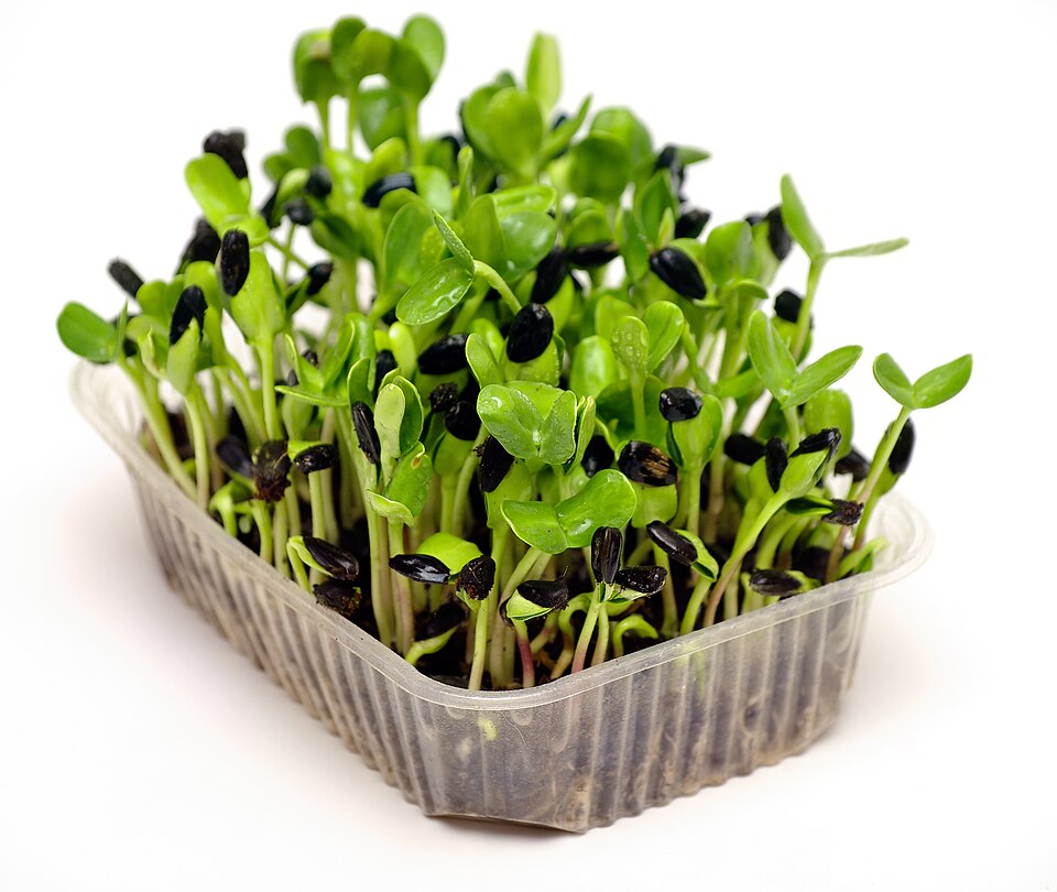 Sunflower microgreens in a clamshell