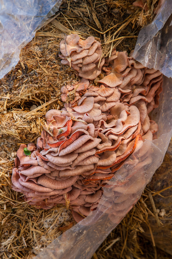 Pink oyster mushrooms