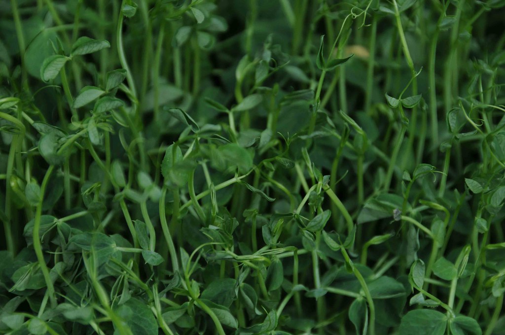 A dense tray of pea shoots